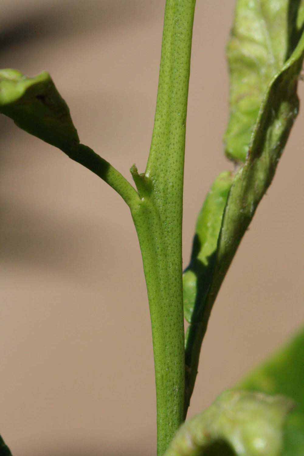            First year twig (Riverside, CA)   